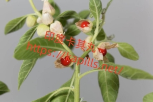 印度人蔘功效有哪些?該怎麼吃?會不會有副作用? - 印度卡其丸, 壯陽藥, 威而鋼, 犀利士, 樂威壯, 泰國果凍ptt, 樂軒昂 南非醉茄-1024x682-1-300x200 - 印度卡其丸, 壯陽藥, 威而鋼, 犀利士, 樂威壯, 泰國果凍ptt, 樂軒昂
