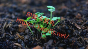 第一次吃威而鋼有什麼反應?與印度卡其丸有何不同? - 印度卡其丸, 壯陽藥, 威而鋼, 犀利士, 樂威壯, 泰國果凍ptt, 樂軒昂 02-1-300x169-1 - 印度卡其丸, 壯陽藥, 威而鋼, 犀利士, 樂威壯, 泰國果凍ptt, 樂軒昂