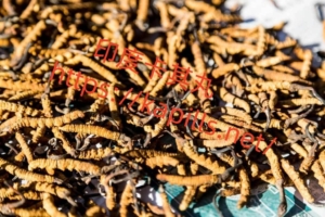 冬蟲夏草-1024x682-1-300x200 - 印度卡其丸, 壯陽藥, 威而鋼, 犀利士, 樂威壯, 泰國果凍ptt, 樂軒昂
