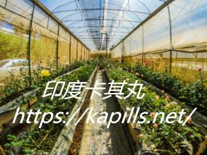 印度卡其丸實體店面在哪裡?購買方式搶先看! - 印度卡其丸, 壯陽藥, 威而鋼, 犀利士, 樂威壯, 泰國果凍ptt, 樂軒昂 第5張-300x225-1 - 印度卡其丸, 壯陽藥, 威而鋼, 犀利士, 樂威壯, 泰國果凍ptt, 樂軒昂