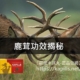 鹿茸功效