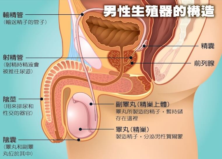 硬度不足 / 陽痿(不舉)是什麼?必看引發原因! - 印度卡其丸, 壯陽藥, 威而鋼, 犀利士, 樂威壯, 泰國果凍ptt, 樂軒昂 NO14.16.1-1 - 印度卡其丸, 壯陽藥, 威而鋼, 犀利士, 樂威壯, 泰國果凍ptt, 樂軒昂